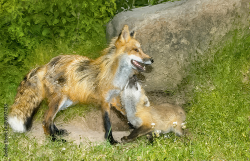 Billede på lærred red fox with cub,photo art