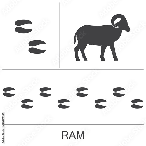 Ram silhouette and footprints. Vector illustration on a white background.