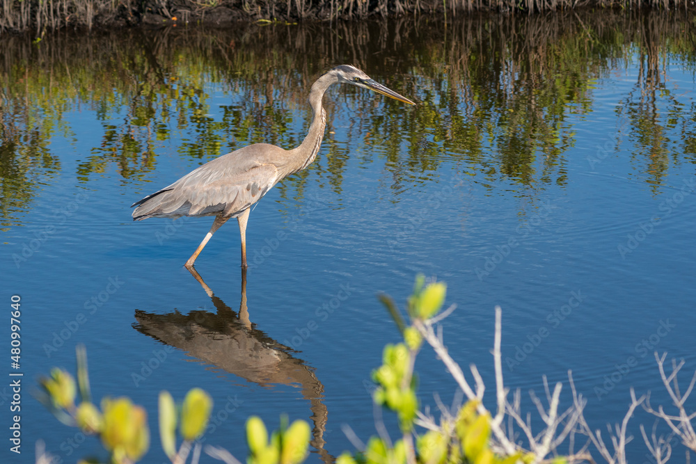 Fototapeta premium The great blue heron (Ardea herodias)