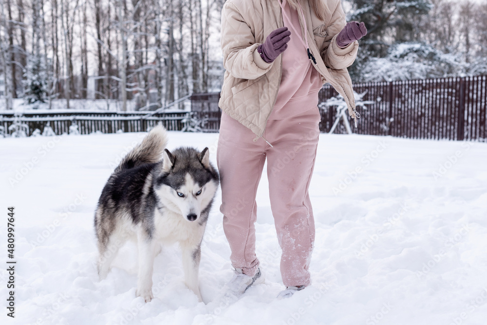 Young woman playing with siberian husky dog in the snow on winter day, training and walking her pet dog. Friendship, lovely dog, best pet, dog for a walk with his owner Young woman playing with siberian husky dog in the snow on winter day, training and walking her pet dog. Friendship, lovely dog, best pet, dog for a walk with his owner
