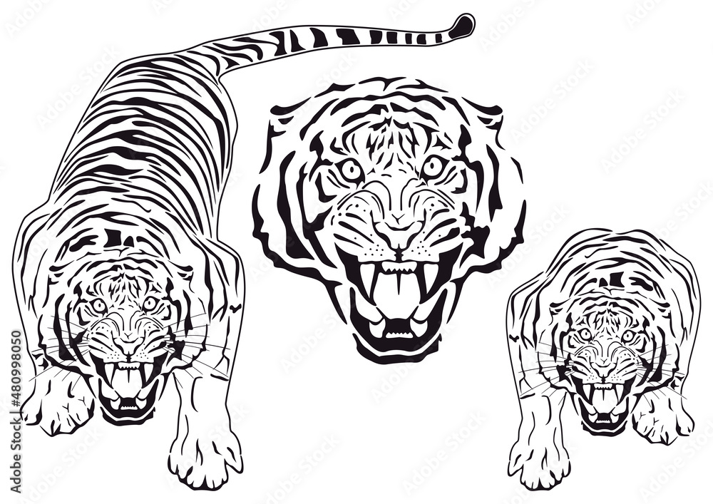 Roaring tiger, icon set. Vector illustration. Roaring tiger, icon set. Vector illustration.