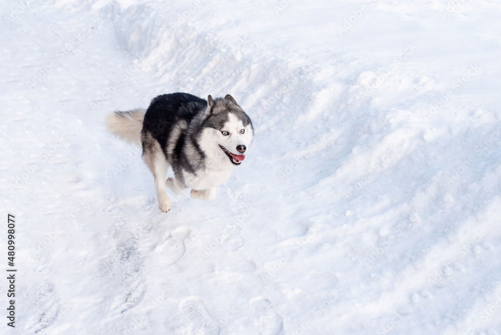 Siberian husky dog in the snow on winter day