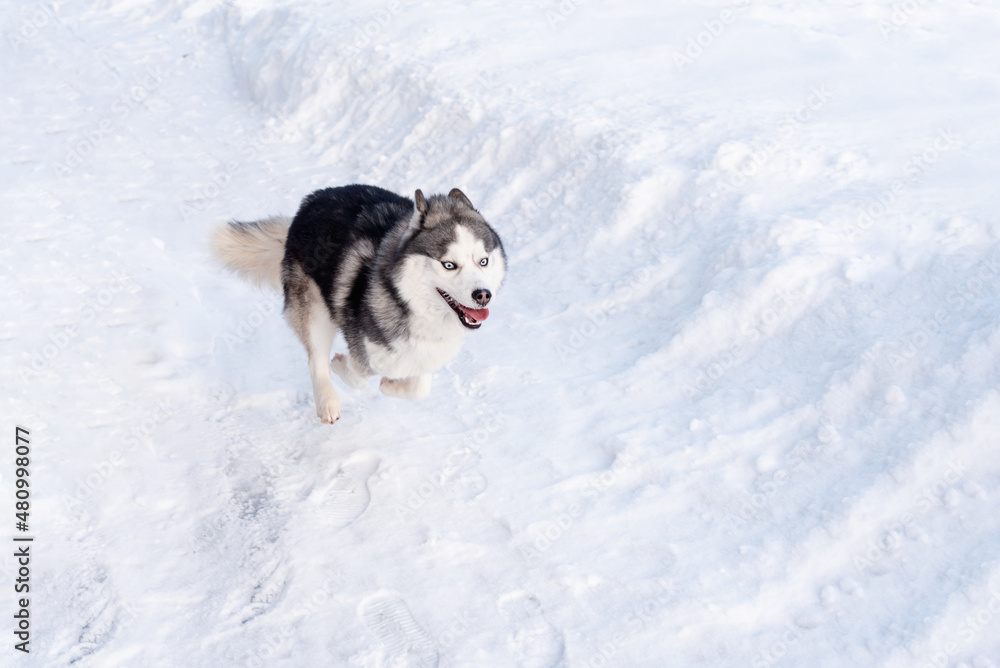 Siberian husky dog in the snow on winter day Siberian husky dog in the snow on winter day