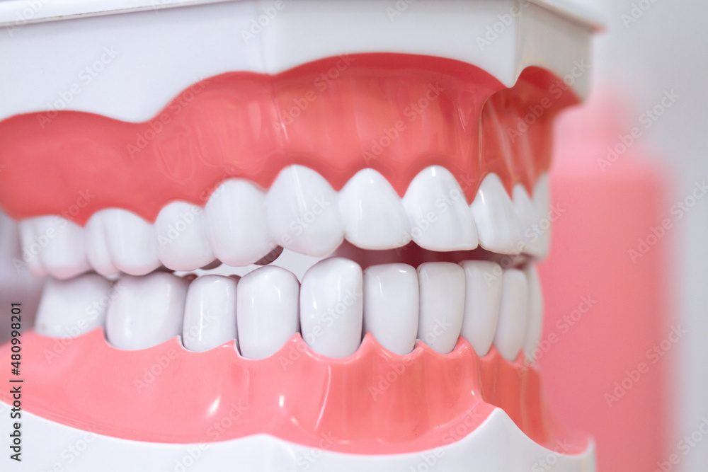 Fototapeta premium Model of the upper and lower jaw with white teeth for medical professionals and for teaching students about the treatment, prosthetics and orthodontics of students. 