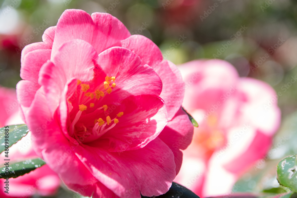 Naklejka premium Pink rose flower