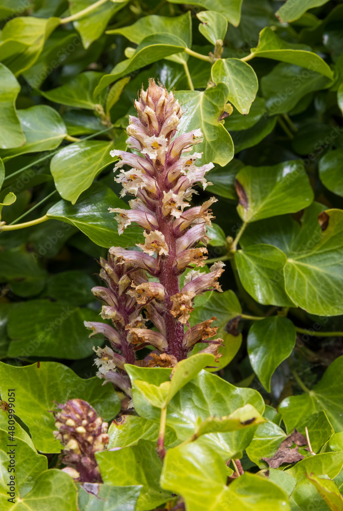 Ivy broomrape (Orobanche hederae), Castle Hill, Tenby, Pembrokeshire, Wales Ivy broomrape (Orobanche hederae), Castle Hill, Tenby, Pembrokeshire, Wales