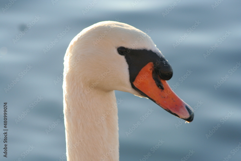 Cigno primo piano Cigno primo piano