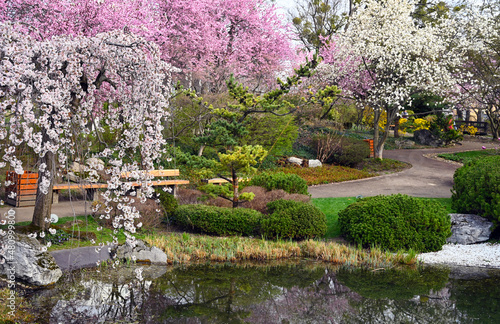 Photography Blossoming tree and pond in Setagaya Park in Vienna springtime