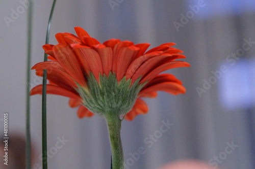 rote Blume