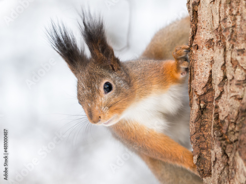 Squirrel on a tree © hannurama