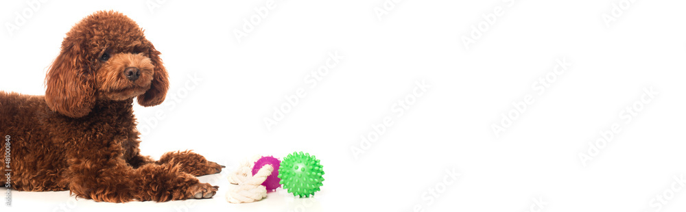 brown poodle lying near rubber toys isolated on white, banner. brown poodle lying near rubber toys isolated on white, banner.