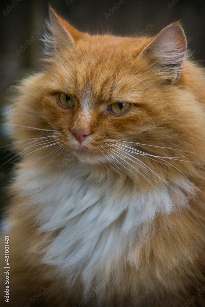 Portrait of the red cat at the city street at winter time