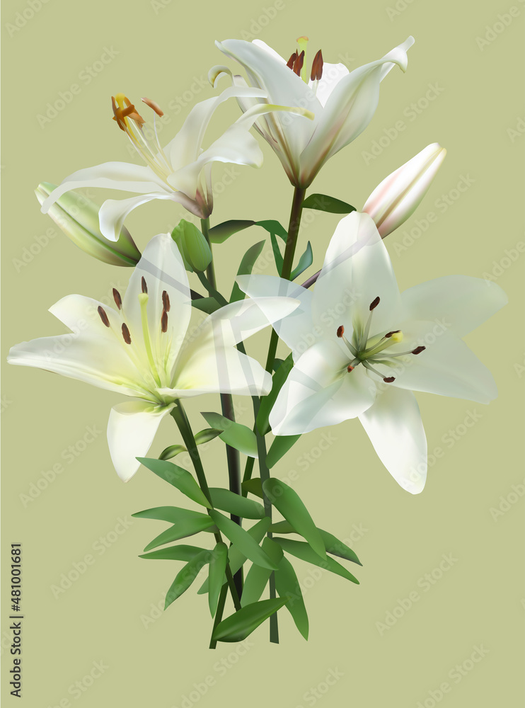 lily flower bunch on light green background