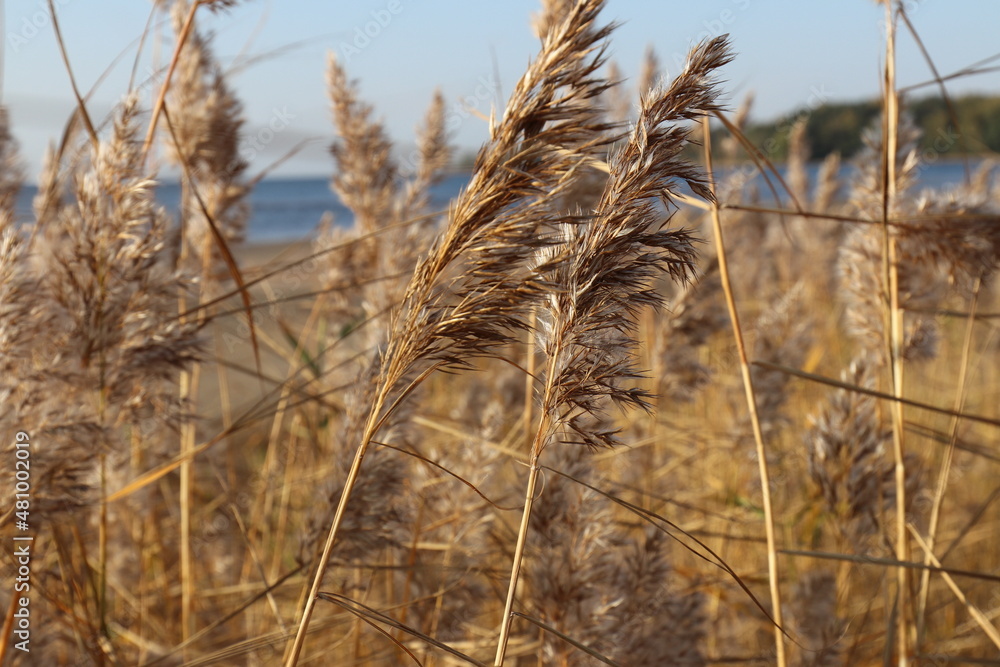 Fototapeta premium golden grass