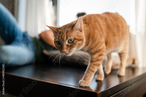 brown tabby cat with green eyes walks on a table. close up