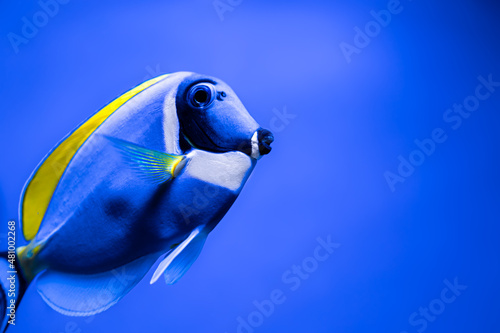 Close-up of a blue fish with a yellow one in an aquarium. photo