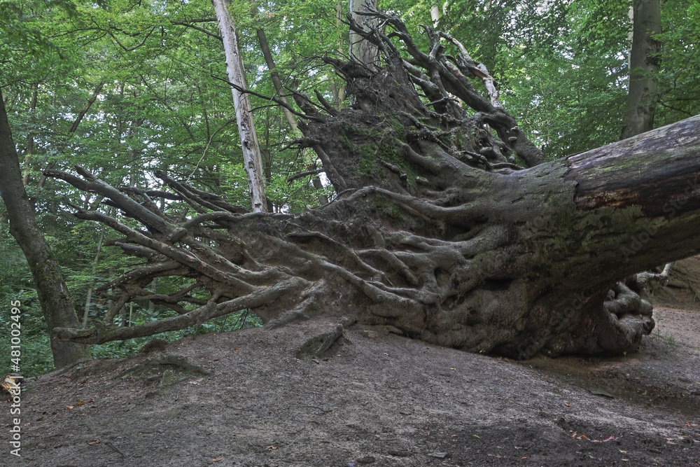 umgekippter Baum mit großer Wurzel im Wald umgekippter Baum mit großer Wurzel im Wald