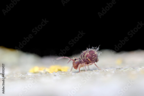 Globular springtail Dicyrtomina ornata in very close view photo