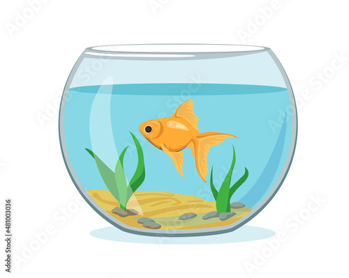 Illustration aquarium with goldfish on white background. Vector silhouette of golden fish with water  algae  sand and stones in cartoon style.