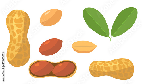 Fresh peanut with leaf in cartoon style. Vector whole, half and nuts peanut isolated on a white background.
