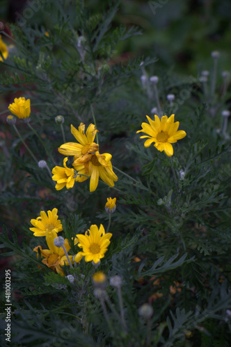 yellow flowers