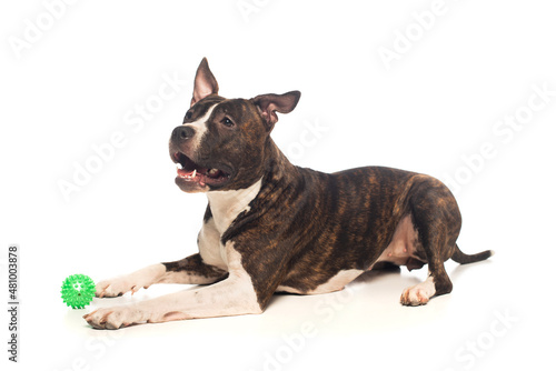 purebred american staffordshire terrier lying near rubber ball on white.