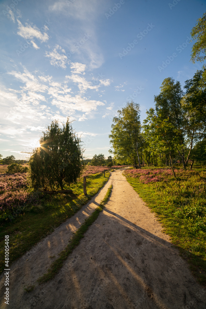 heath landscape in summerwith sunshine