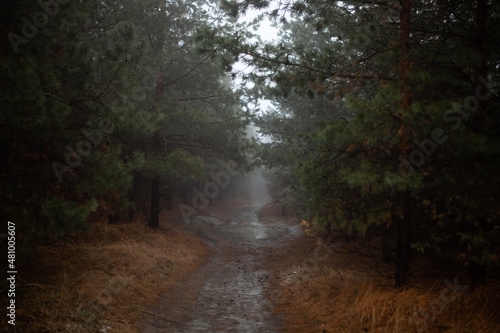 Forest road in the autumn coniferous forest during thick fog. 