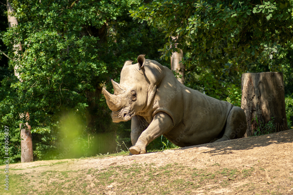Fototapeta premium Rhino