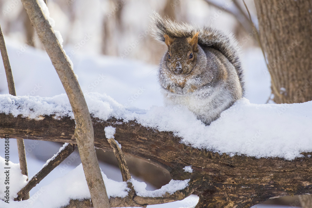 eastern gray squirrel (Sciurus carolinensis) in winter eastern gray squirrel (Sciurus carolinensis) in winter