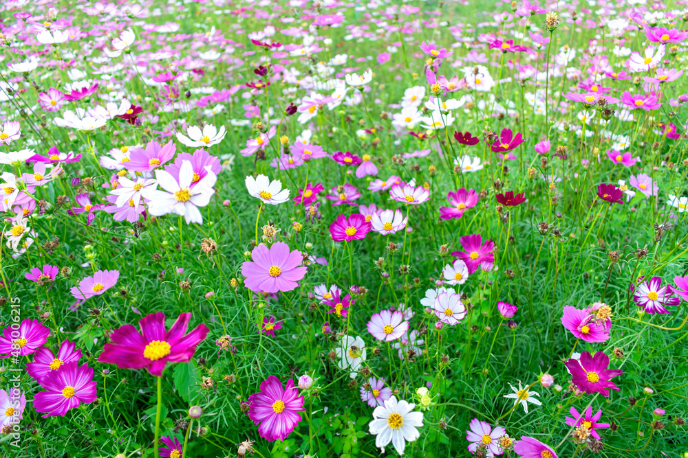 Colorful cosmos flowers in a flower field.