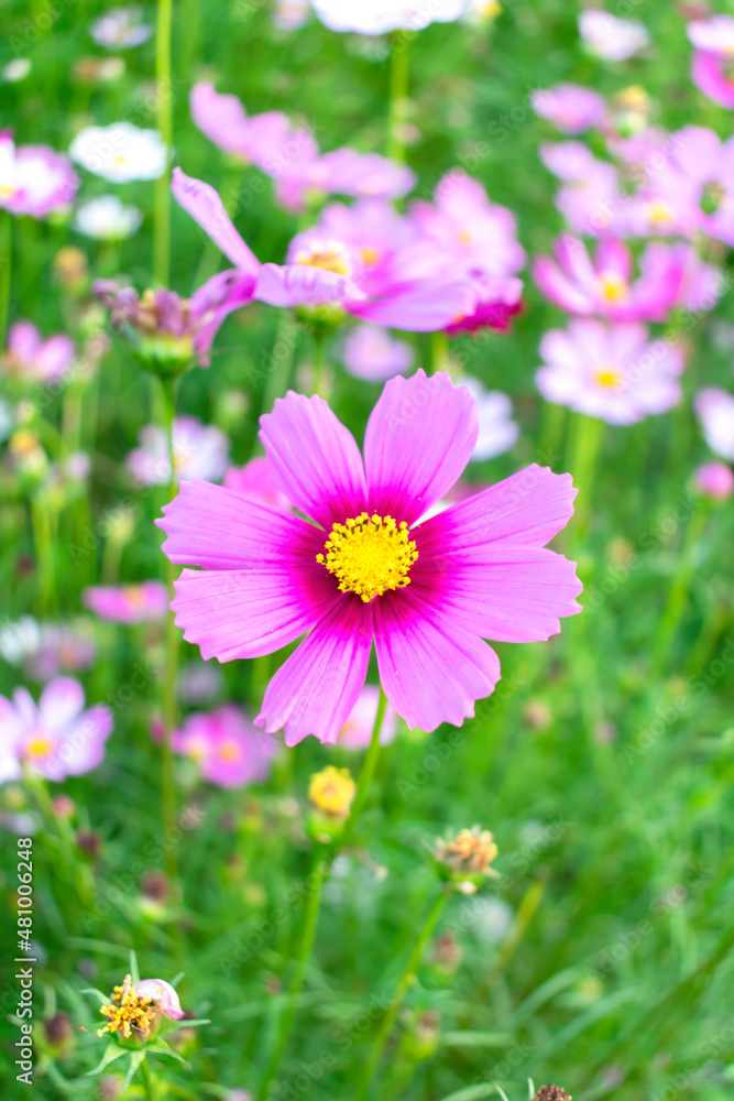 Colorful cosmos flowers in a flower field.