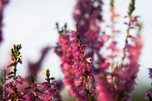 heath landscape in summerwith sunshine photo