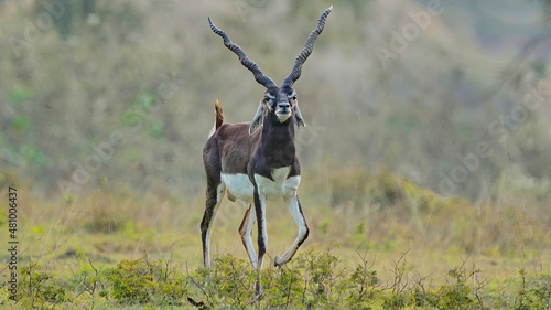 Canvas Print Black Buck