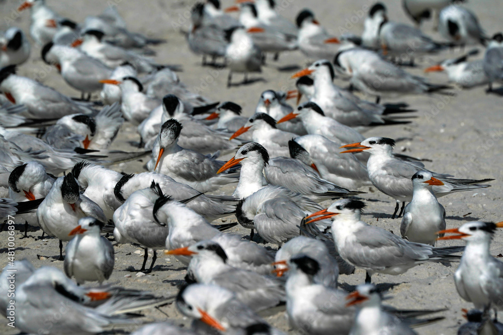 Fototapeta premium Terns