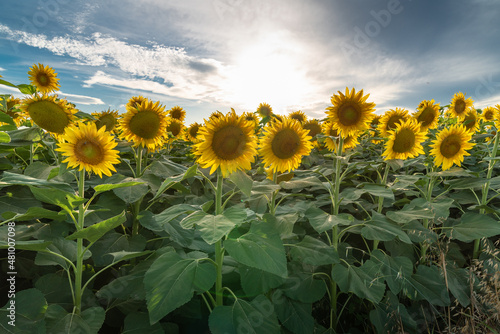Beautiful romantic field of sunflowers in a summer sunset