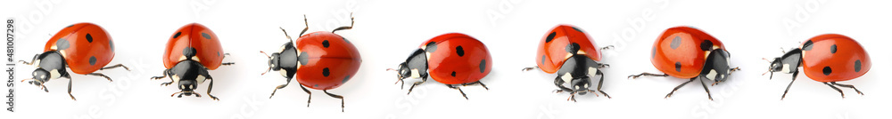 Fotografie, Obraz Set with beautiful ladybugs on white background. Banner design
