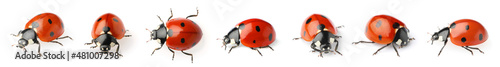 Fotografie, Tablou Set with beautiful ladybugs on white background. Banner design