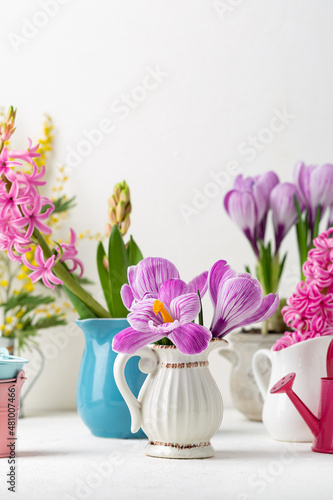 Spring flowers in pot and garden watering can