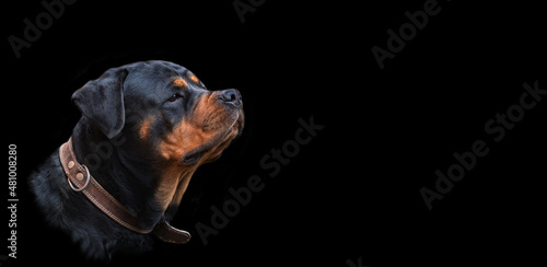 head of a Rottweiler breed dog on a dark background - portrait, looking with alertness into the distance, selective focus