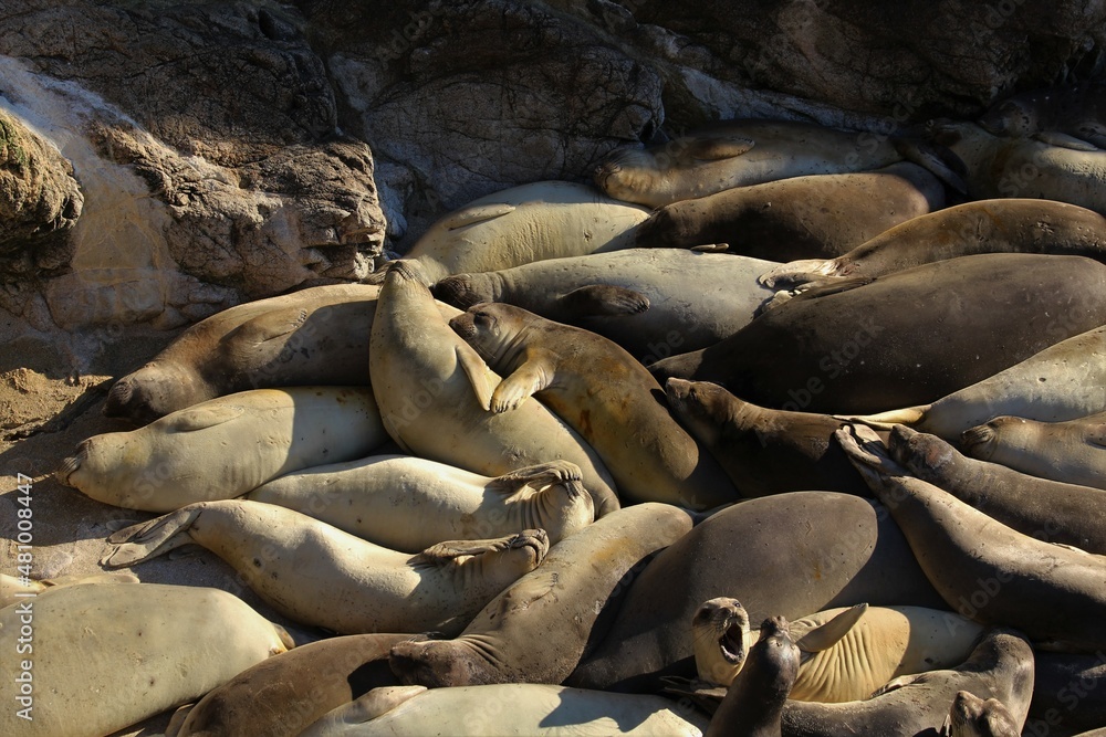 Fototapeta premium Group of Northern Elephant Seals (Mirounga angustirostris) relaxing in a sandy cove
