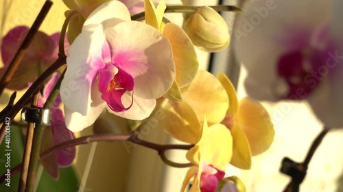 Purple orchid on windowsill. Home plants care.
