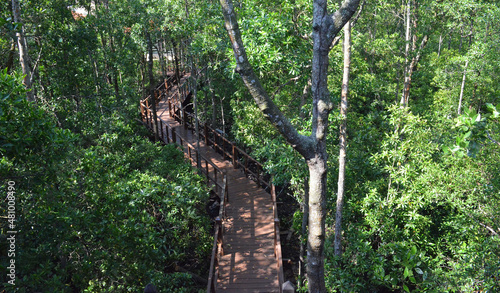 Southeast Asian mangrove swamp forests. Tanjung Piai Malaysia Mangrove Forest Park  photo