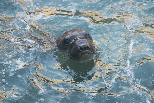 Closeup of immature Northern Elephant Seal (Mirounga angustirostris) swimming