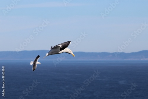 Adult Western Gulls  Larus occidentalis  in flight