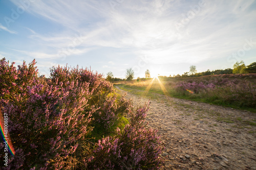 heath close up, Calluna vulgaris macro in summer