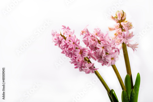 Pink blooming hyacinth on a white background. Greeting card  space for text