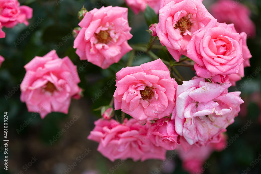 Bush blooming pink roses close up