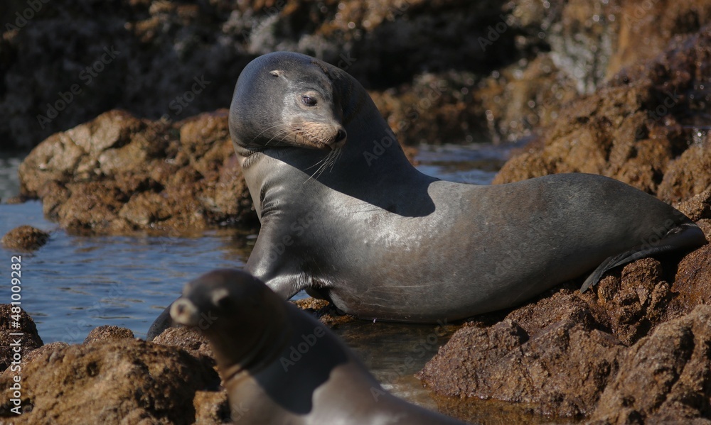Fototapeta premium California Sea Lion (Zalophus californianus) 