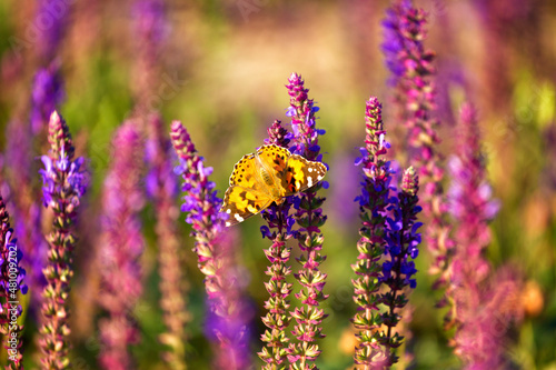 butterfly sits on a sage flower in the sunny summer day
